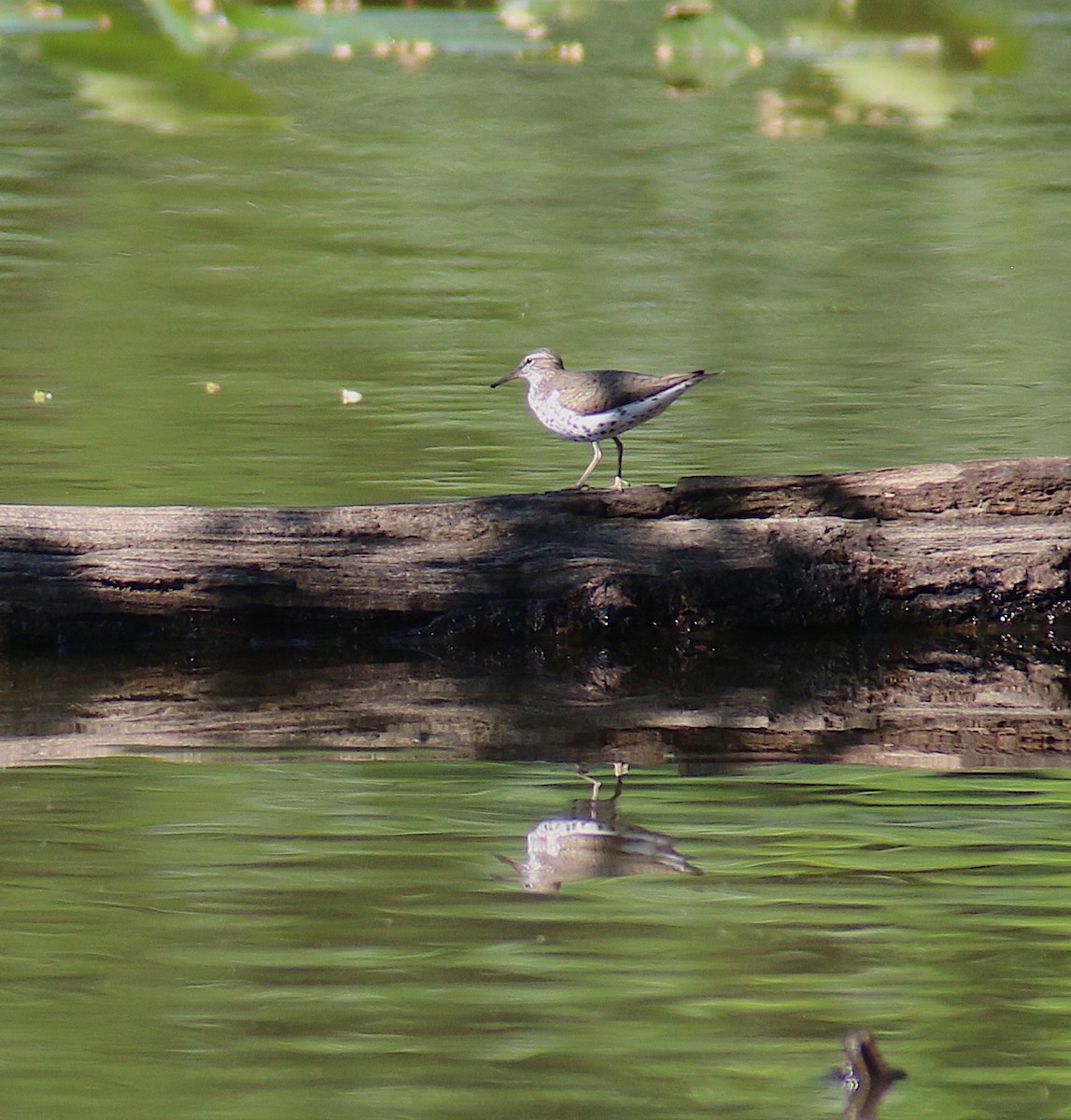 Spotted Sandpiper - ML58347291