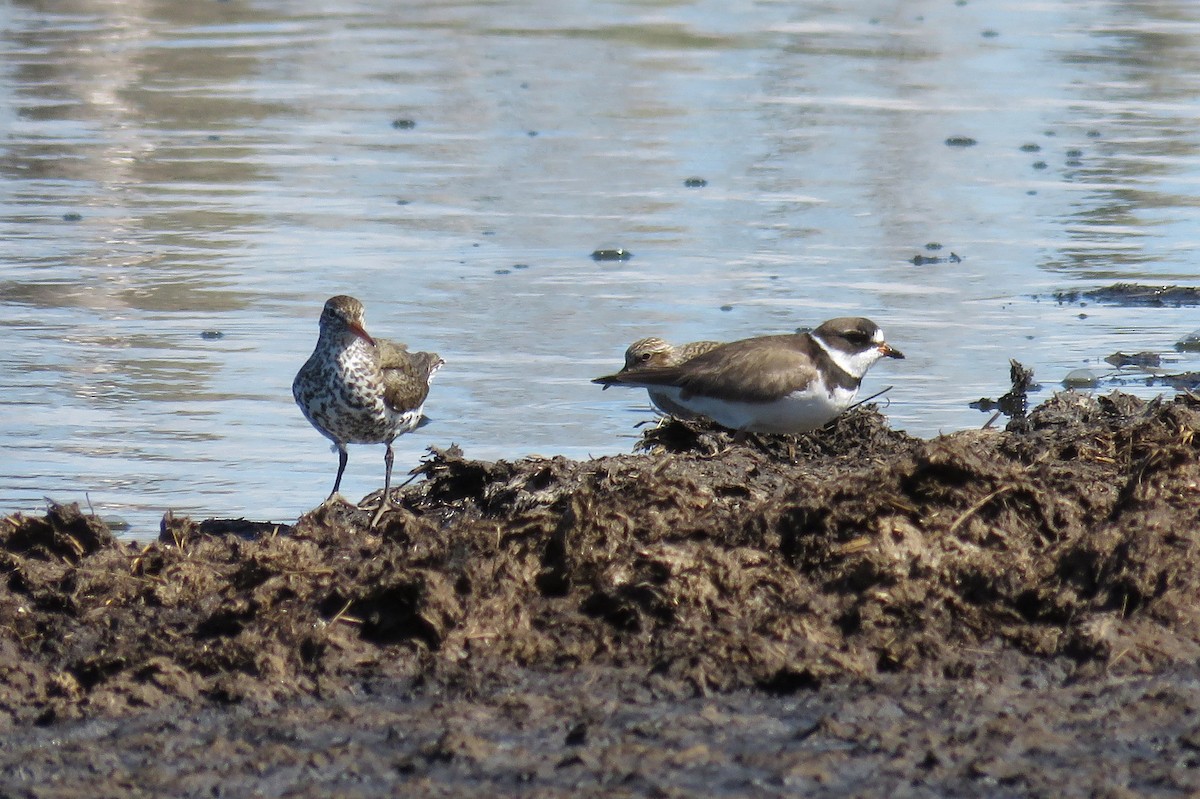 Semipalmated Plover - ML58347341