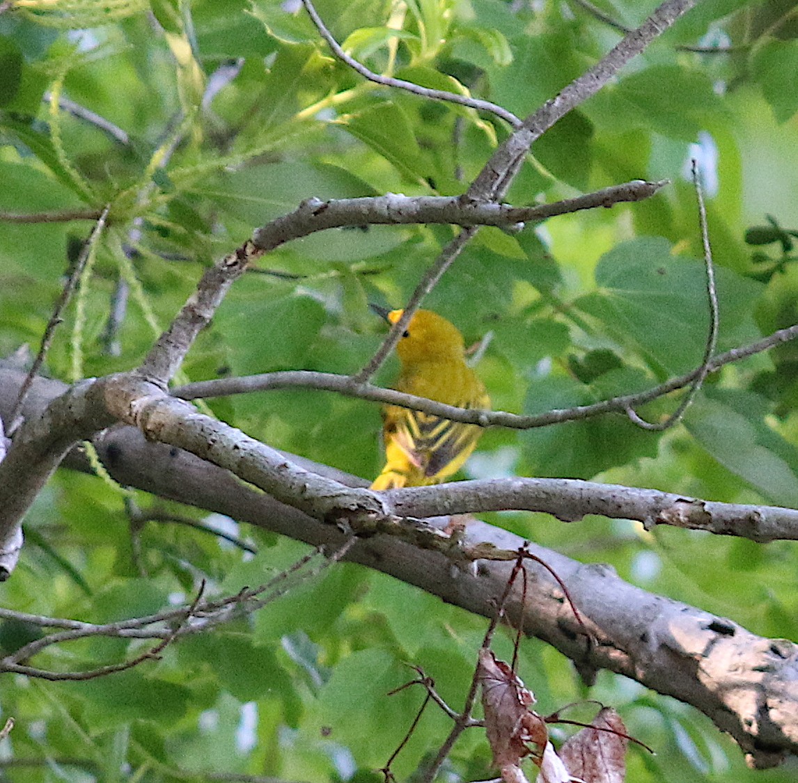Yellow Warbler - ML58347371