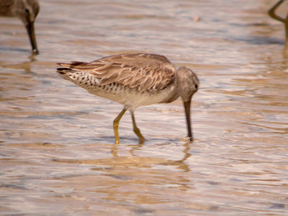 Short-billed Dowitcher - Stephen and Felicia Cook