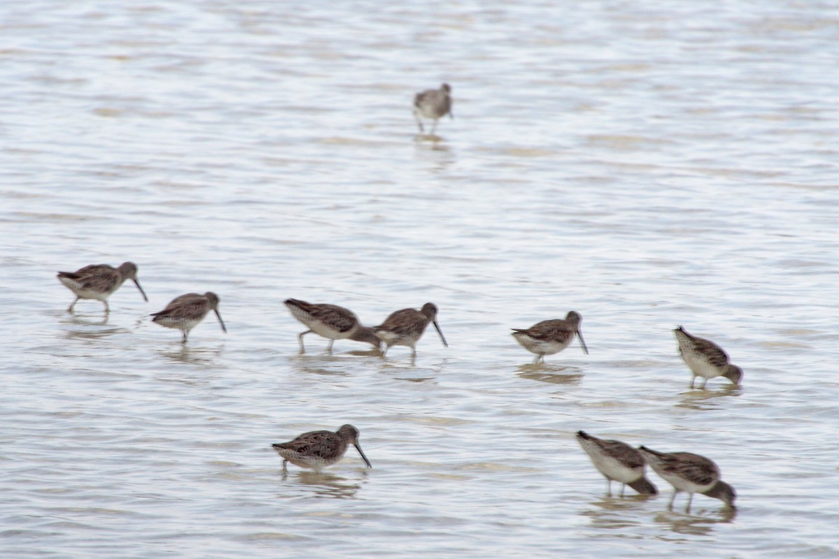 Short-billed Dowitcher - Stephen and Felicia Cook