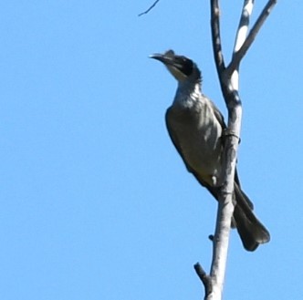 Silver-crowned Friarbird - ML583474811