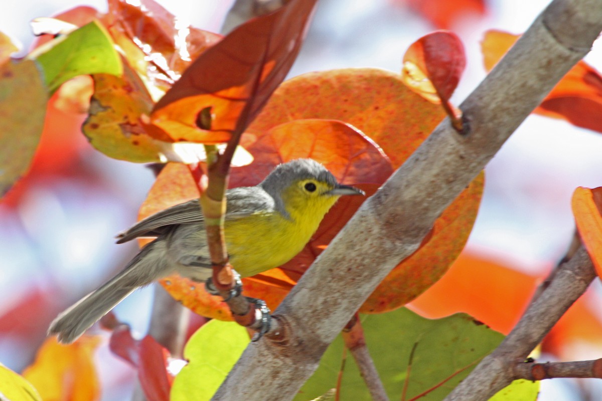 Oriente Warbler - Stephen and Felicia Cook