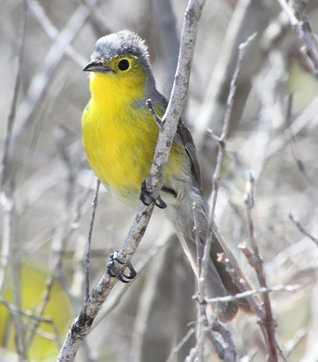 Oriente Warbler - Stephen and Felicia Cook