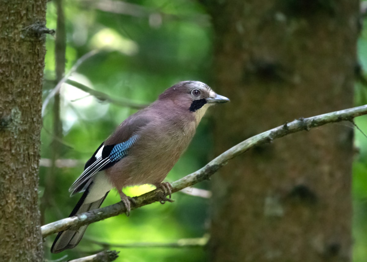 Eurasian Jay - ML583475211