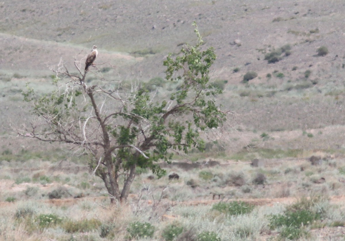 Eurasian Goshawk - ML583475561