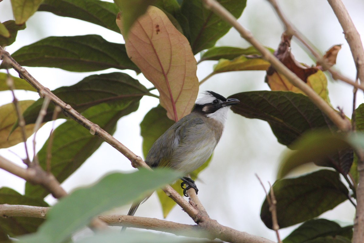 Light-vented Bulbul - Tony Small