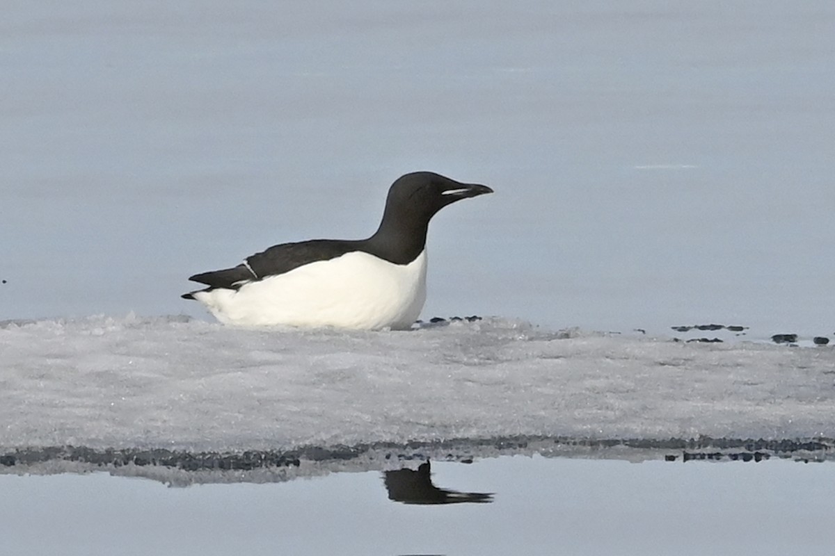 Thick-billed Murre - ML583475821