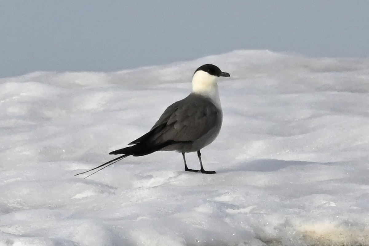 Long-tailed Jaeger - ML583475851