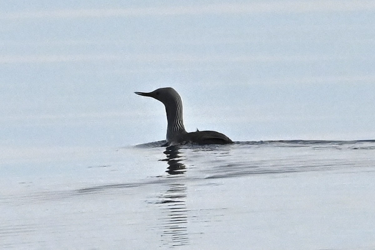 Red-throated Loon - ML583475951