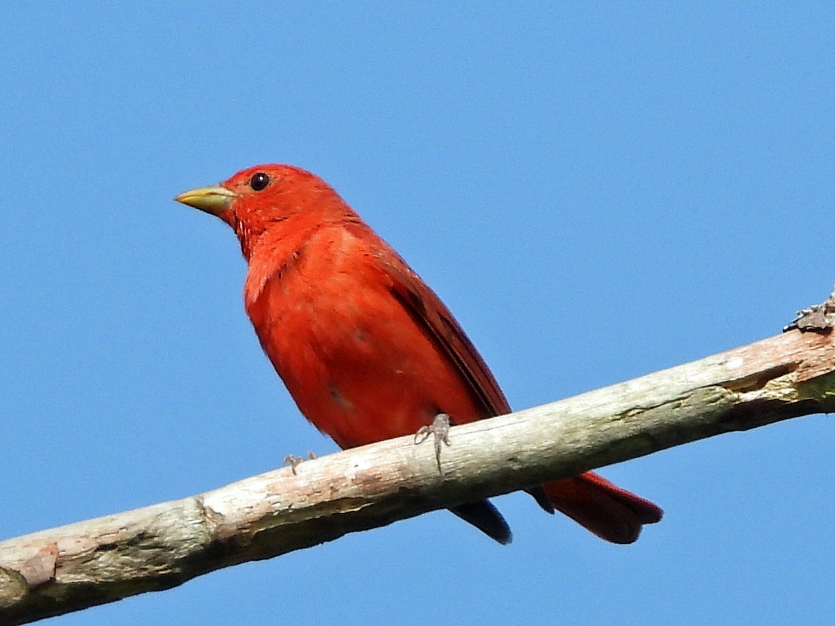 Summer Tanager - ML583476661
