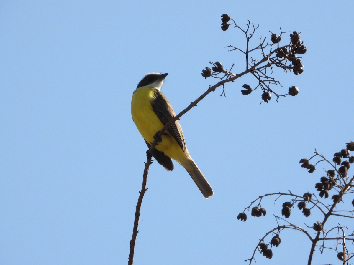 Social Flycatcher - ML583477671