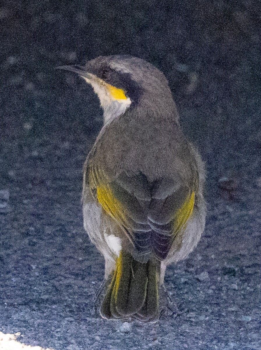 Singing Honeyeater - ML583477861