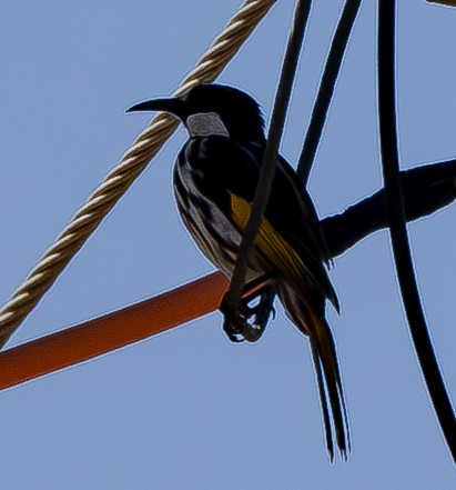 White-cheeked Honeyeater - ML583478051