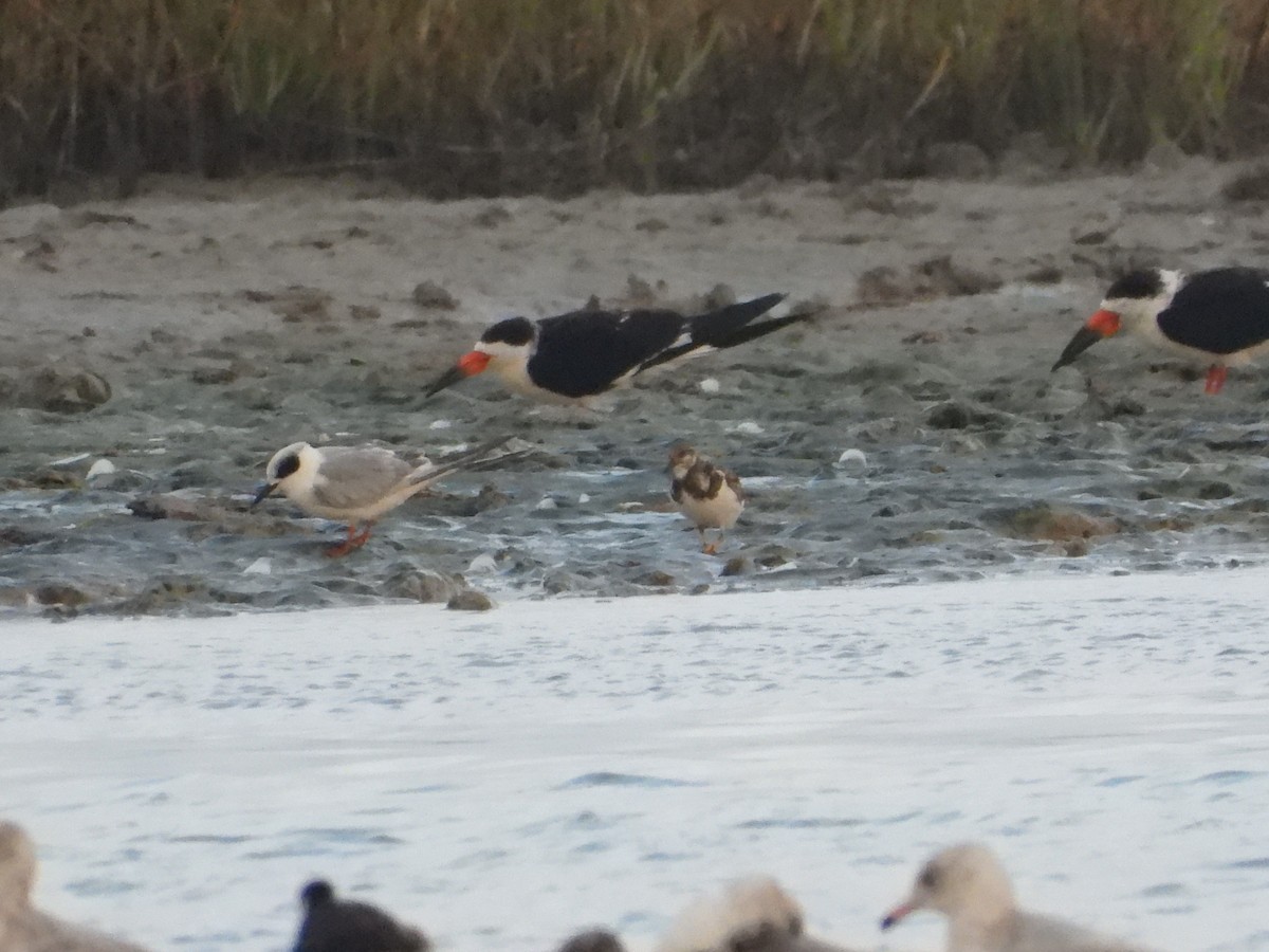 Forster's Tern - ML583479371