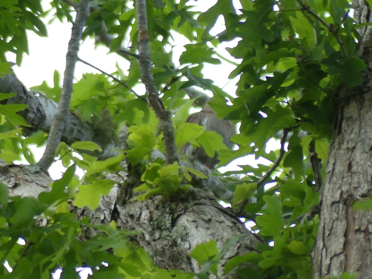 White-winged Dove - ML583479441