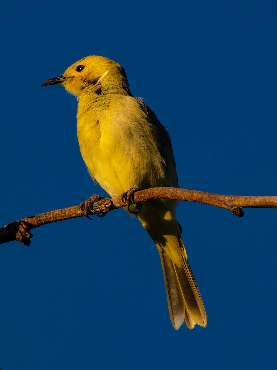 White-plumed Honeyeater - ML583479861
