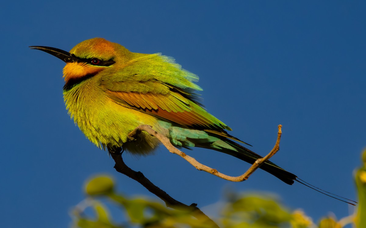 Rainbow Bee-eater - Richard Arculus