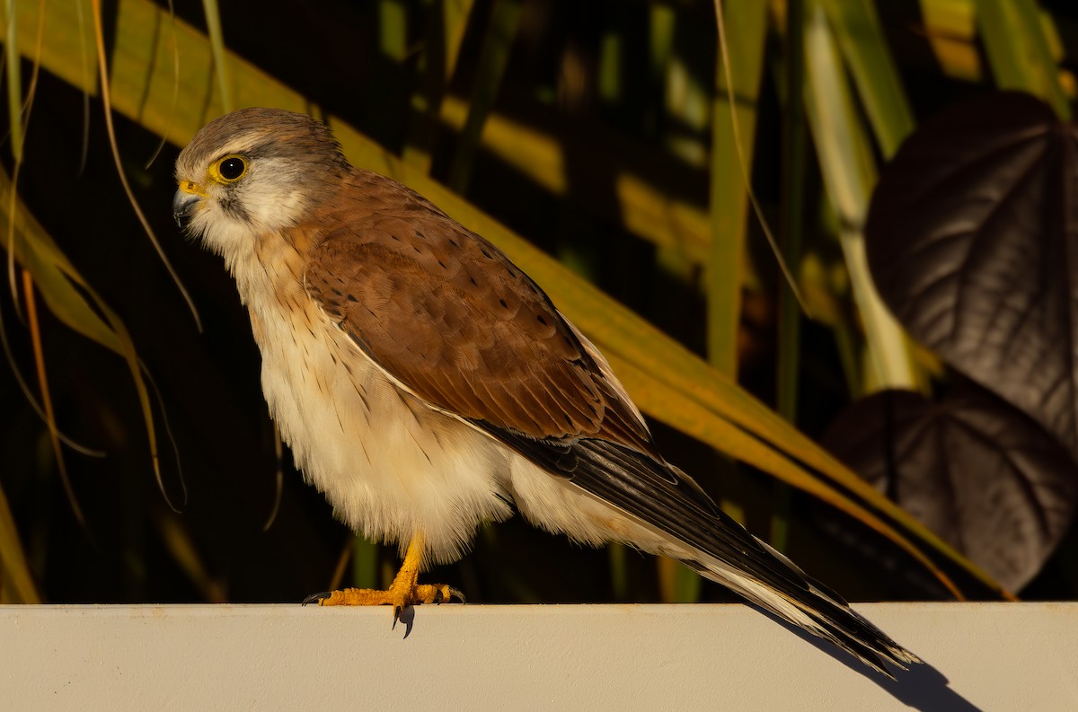 Crécerelle d'Australie - ML583479981