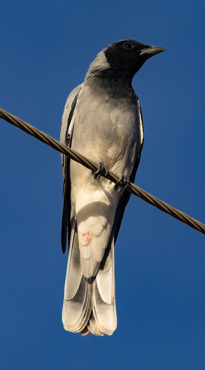 Black-faced Cuckooshrike - ML583480031