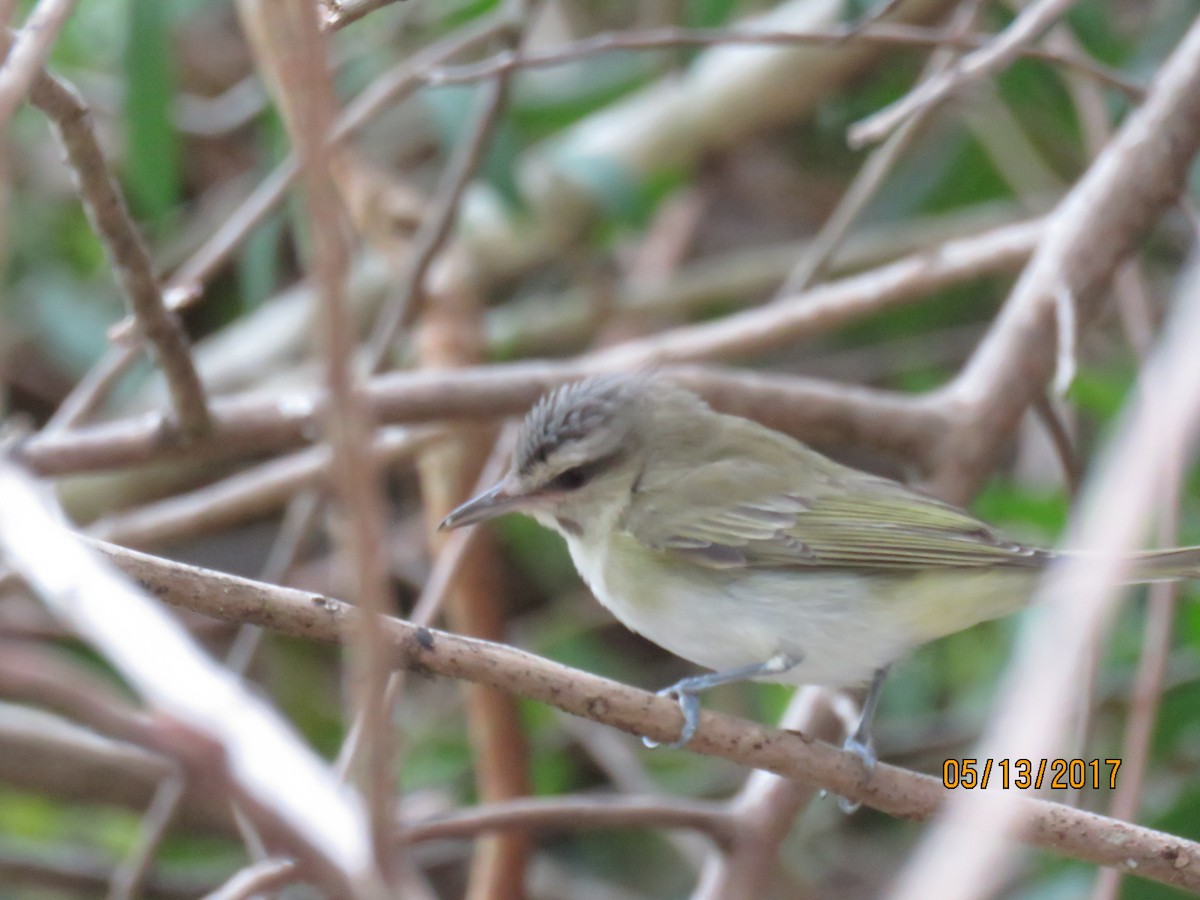 Black-whiskered Vireo - ML58348041