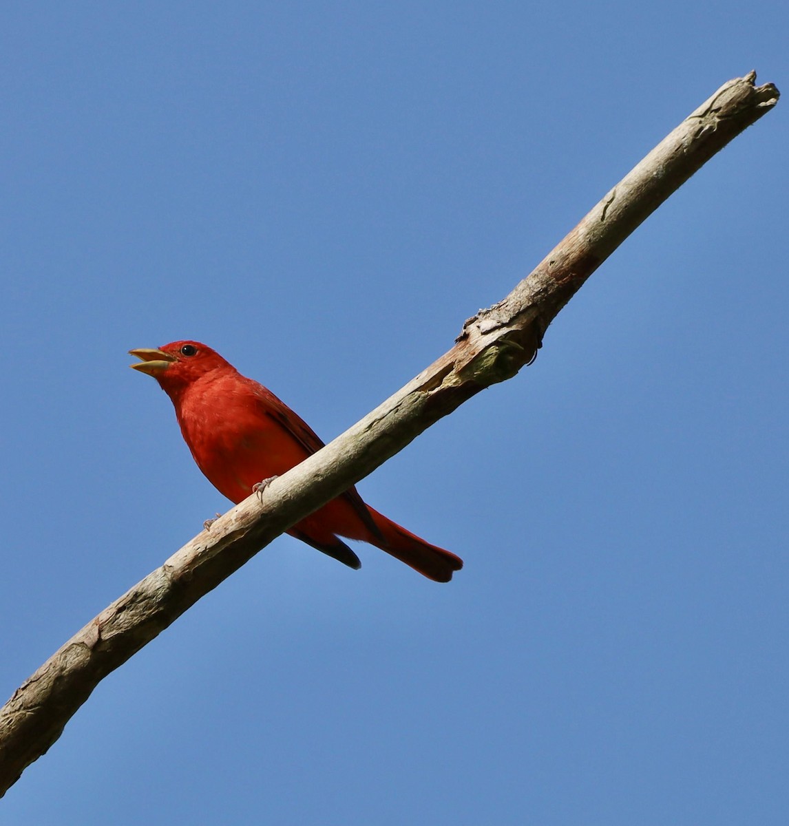 Summer Tanager - ML583481001