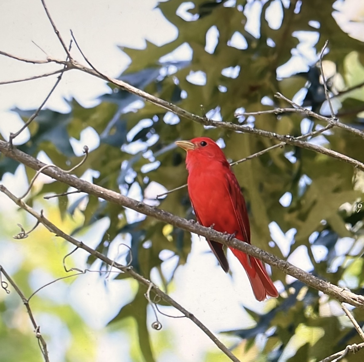 Summer Tanager - ML583481011
