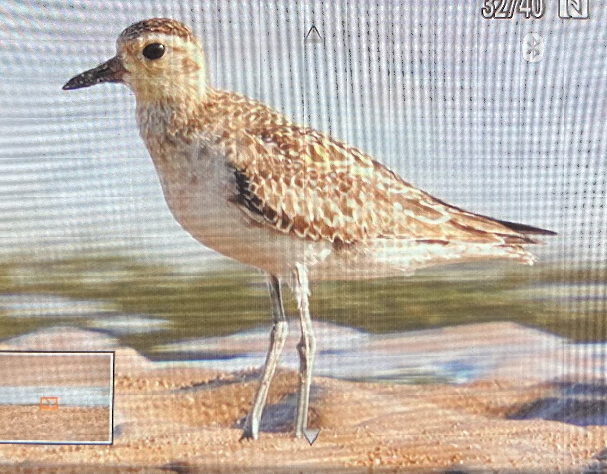 Black-bellied Plover - ML583481651