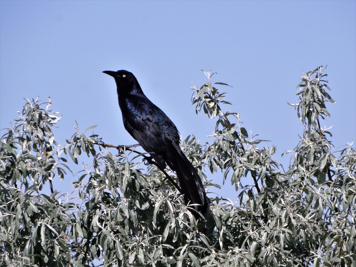 Great-tailed Grackle - ML58348221