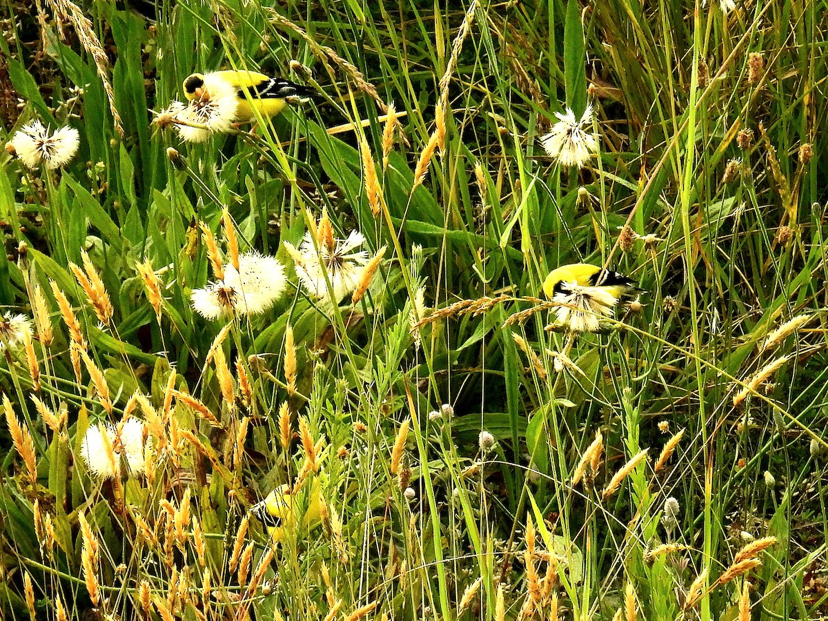 American Goldfinch - ML583482451