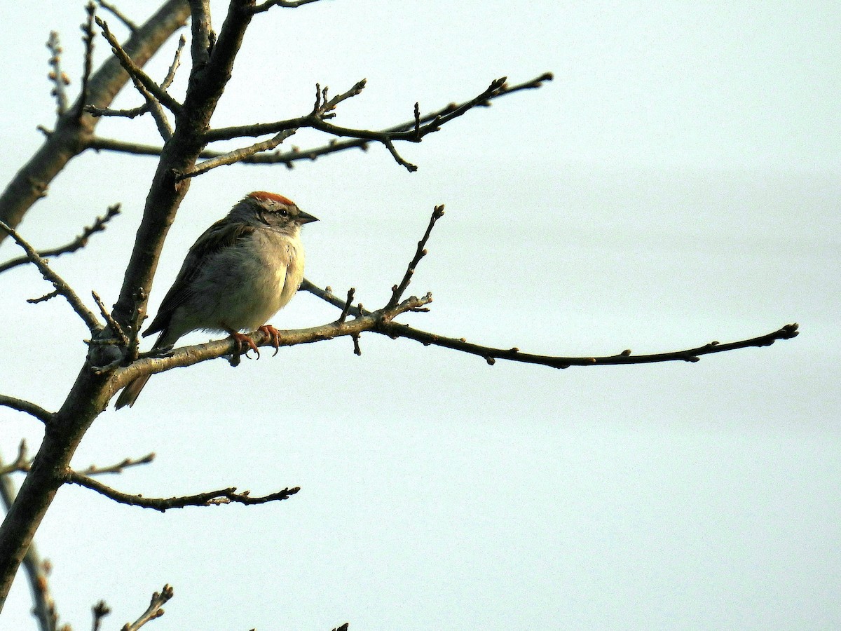 Chipping Sparrow - ML583482521