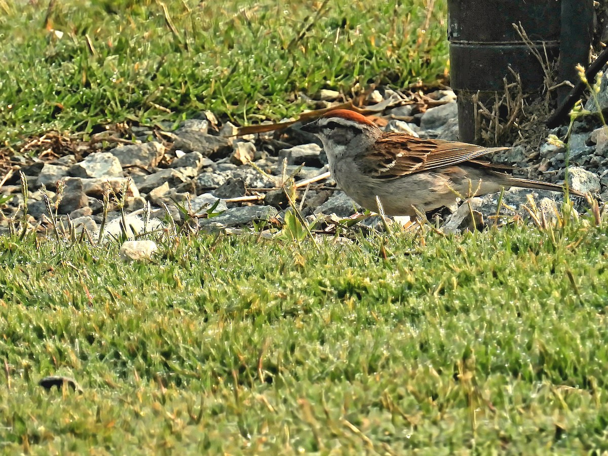 Chipping Sparrow - ML583482531