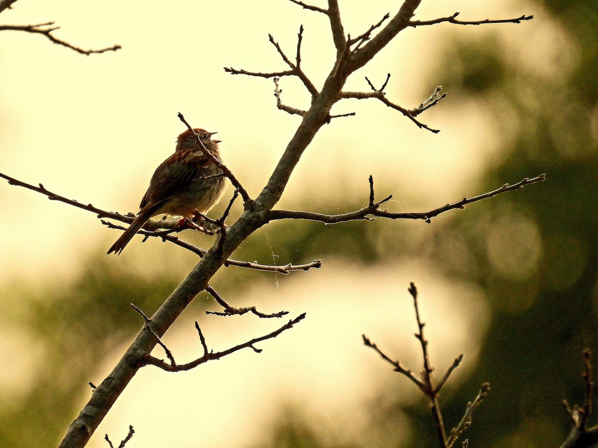 Chipping Sparrow - ML583482541