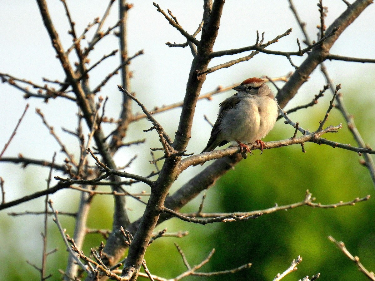 Chipping Sparrow - ML583482551