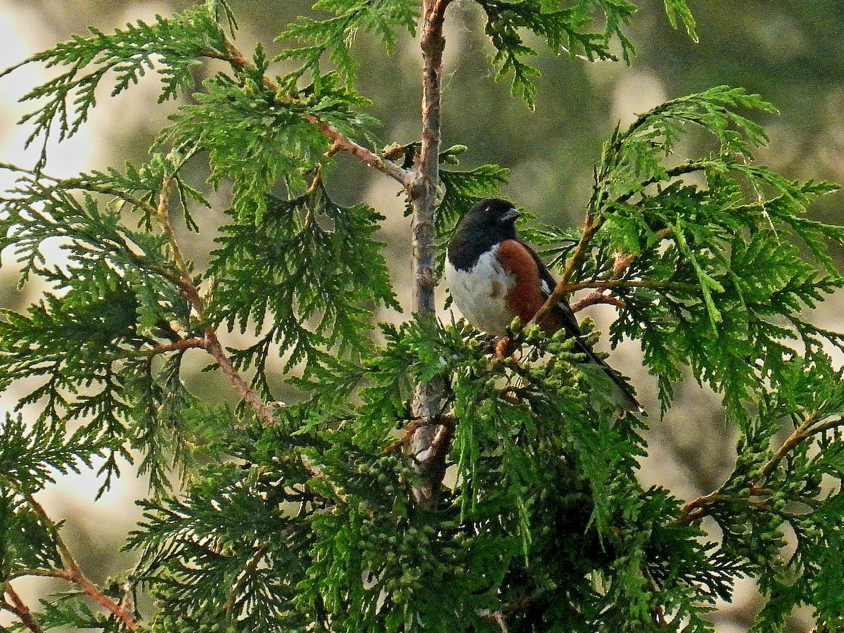 Eastern Towhee - ML583482631