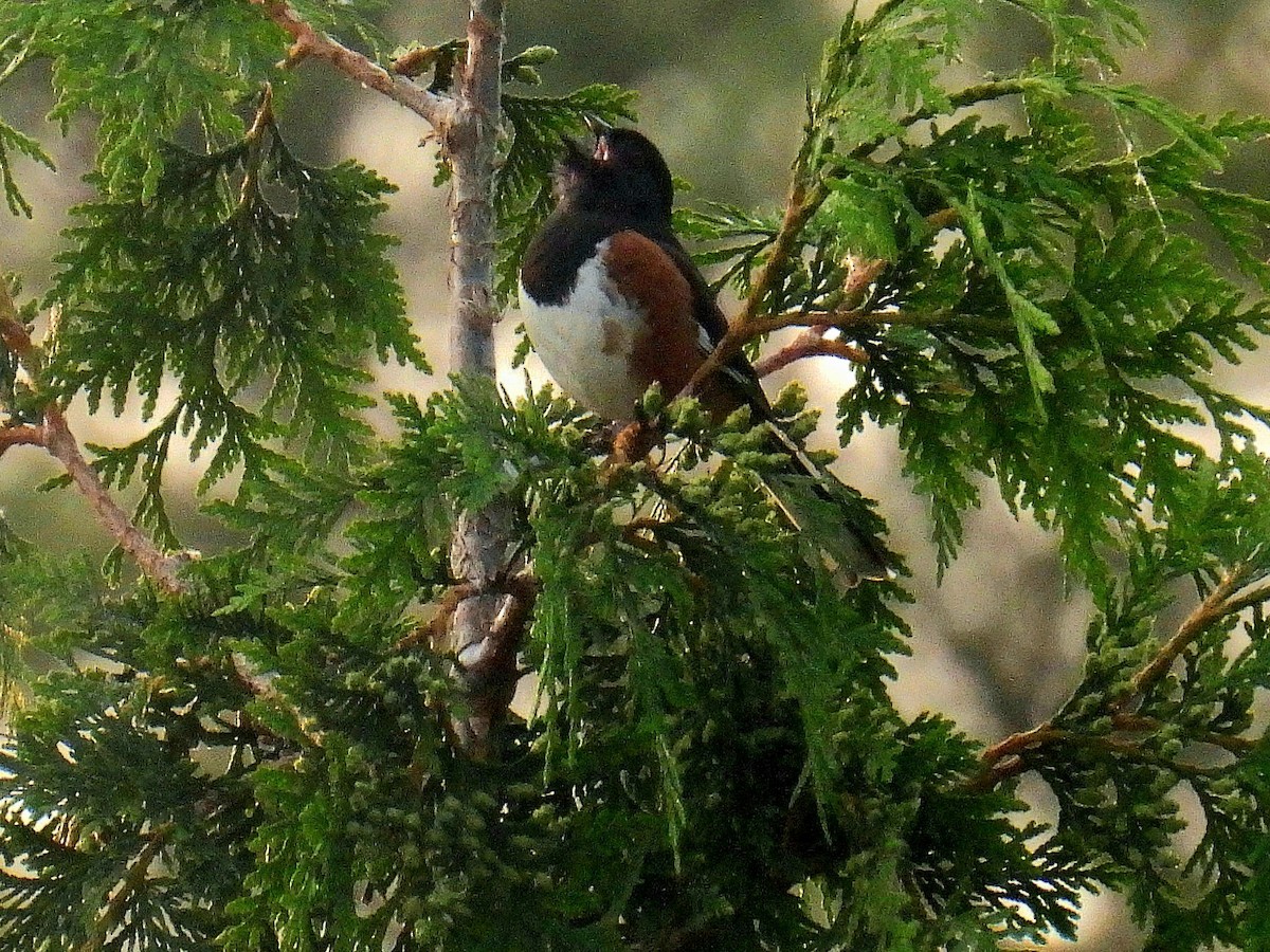 Eastern Towhee - ML583482641