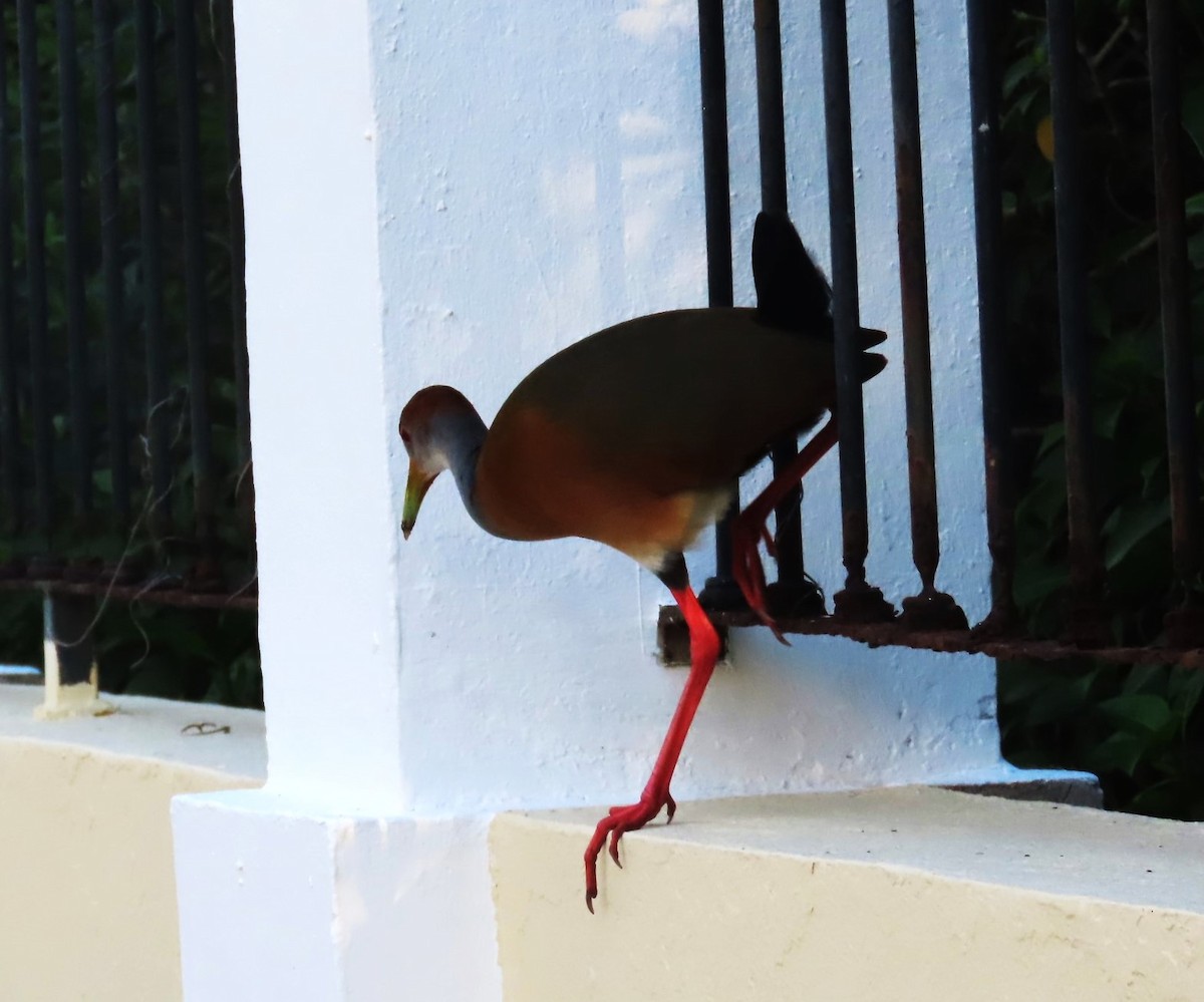 Russet-naped Wood-Rail - Bethsheila Kent