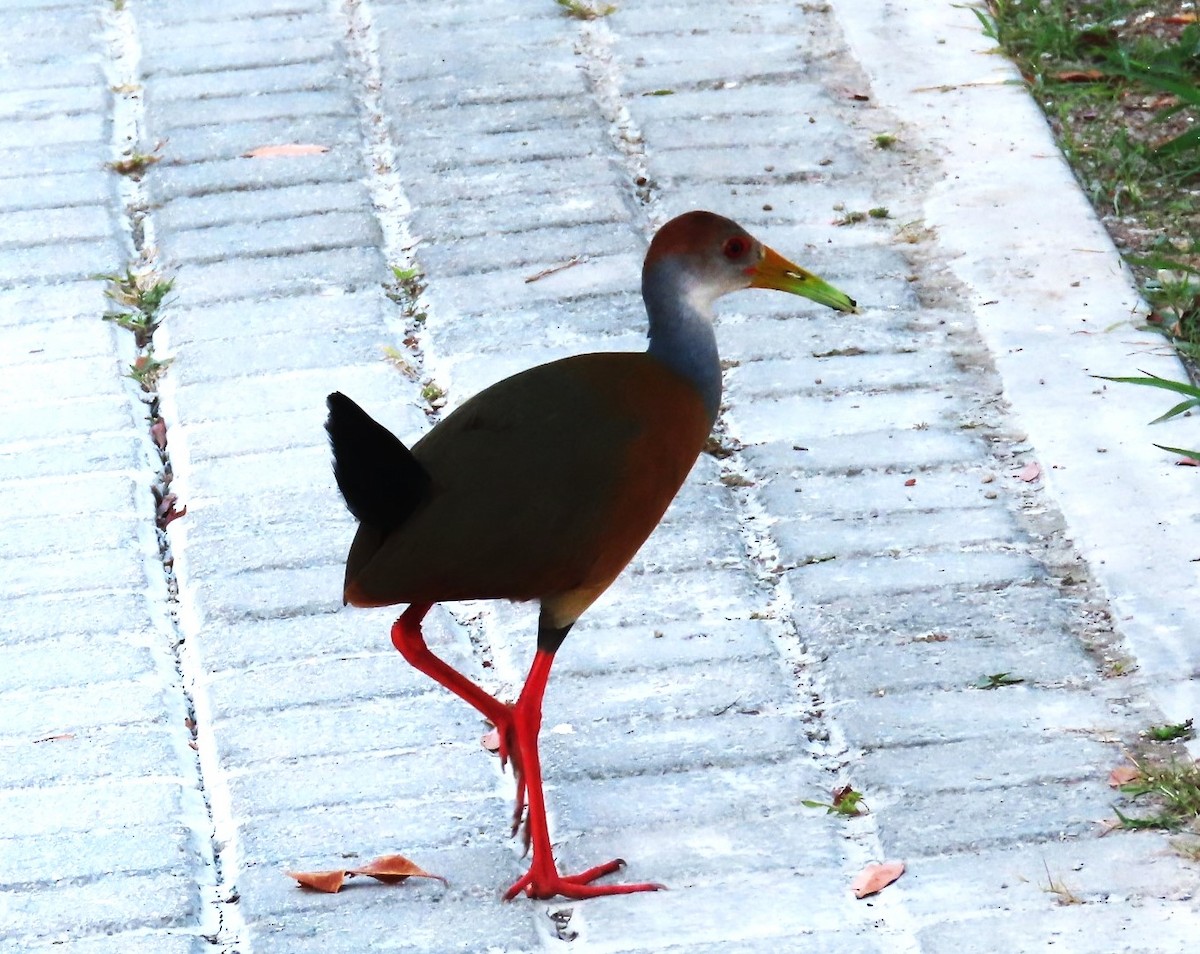 Russet-naped Wood-Rail - Bethsheila Kent