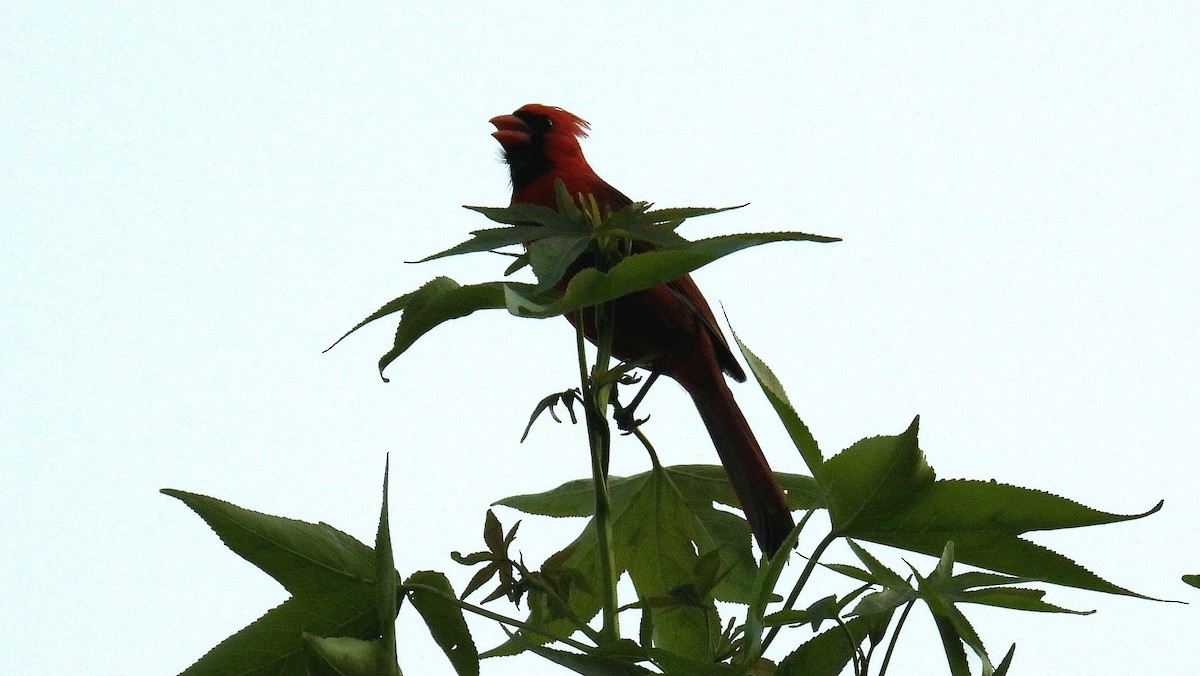 Northern Cardinal - ML583482721