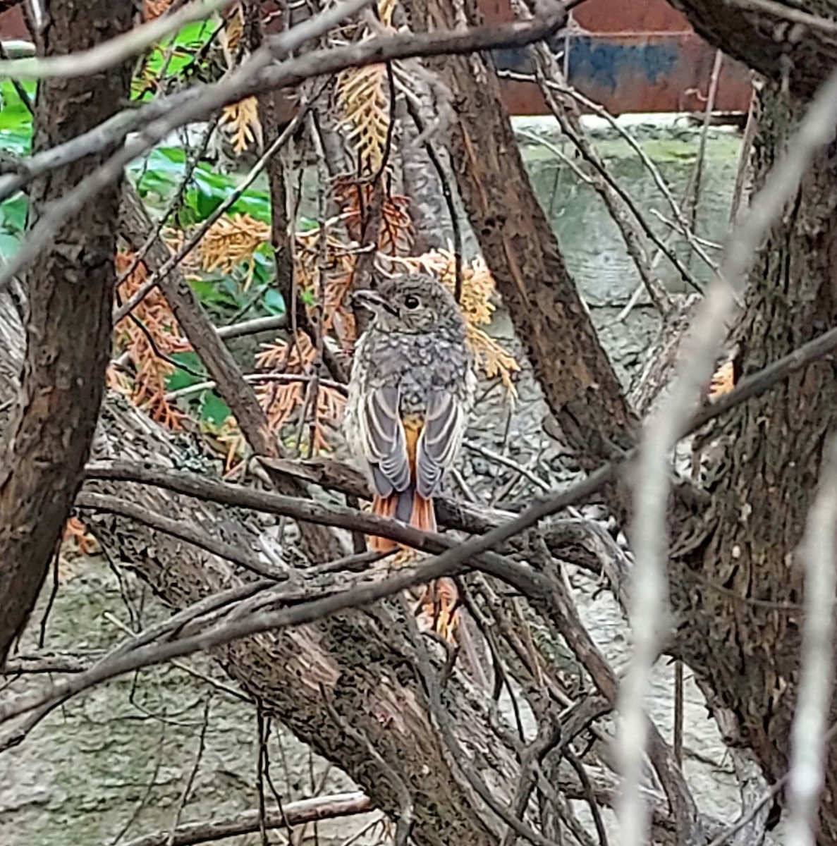 Common Redstart - ML583482881