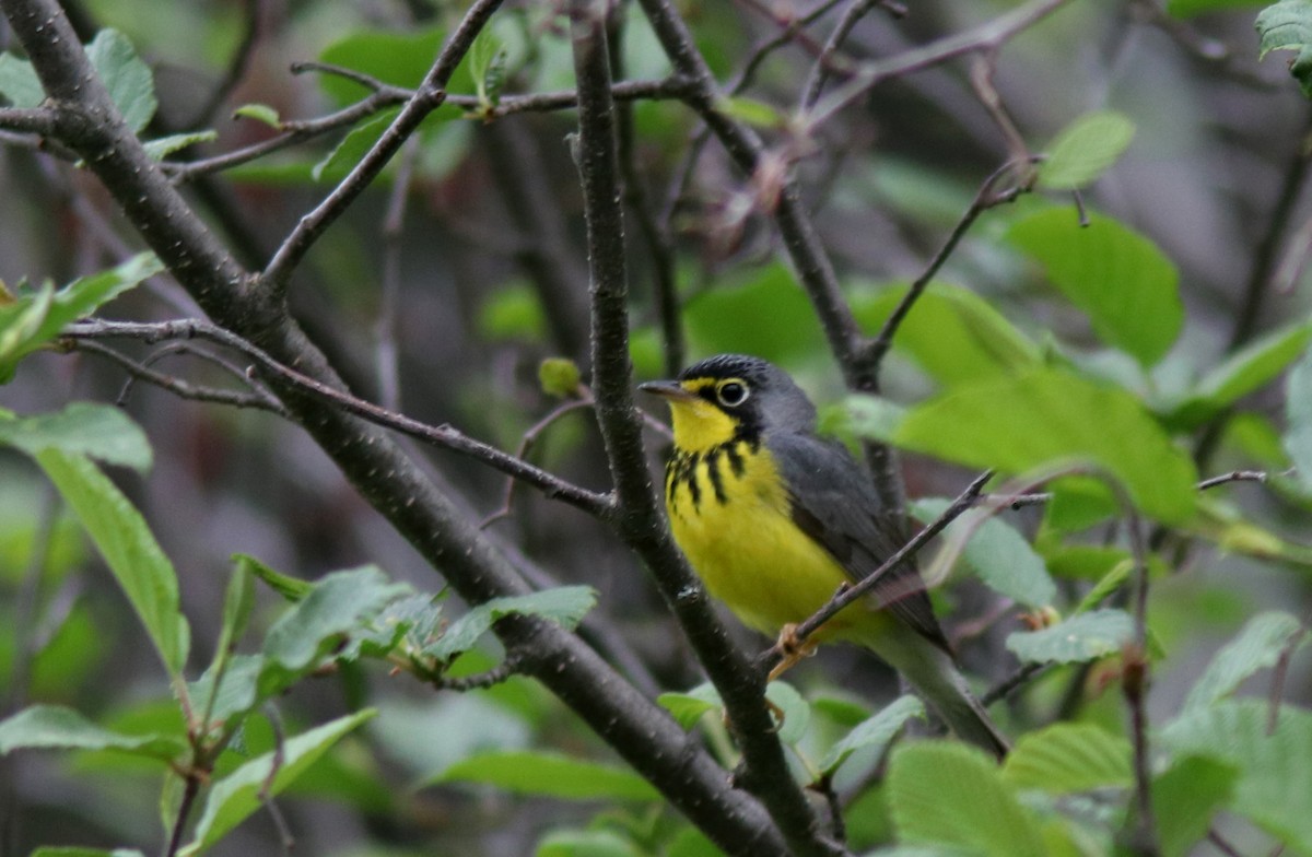 Canada Warbler - ML583483981