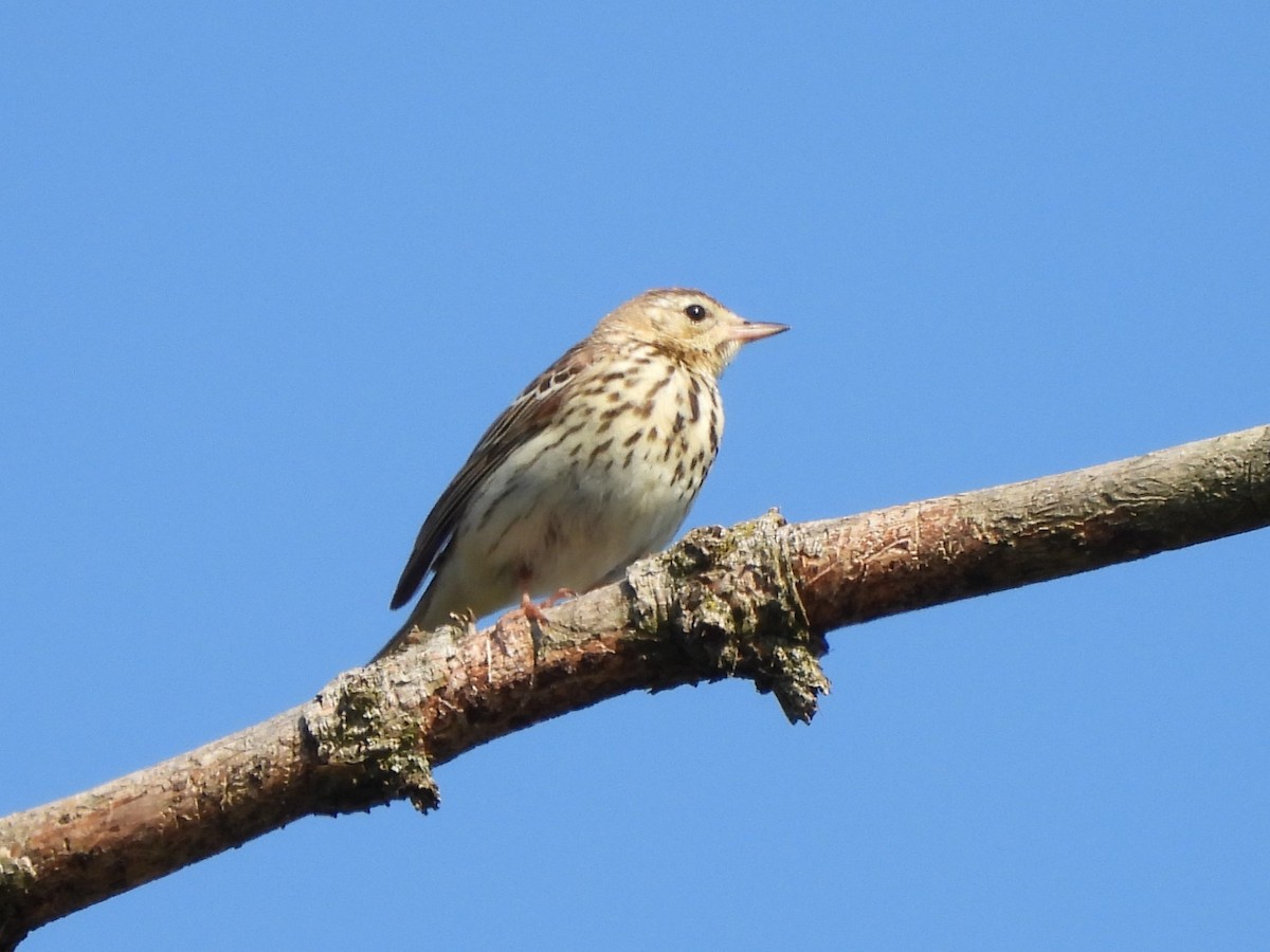 Tree Pipit - ML583484411