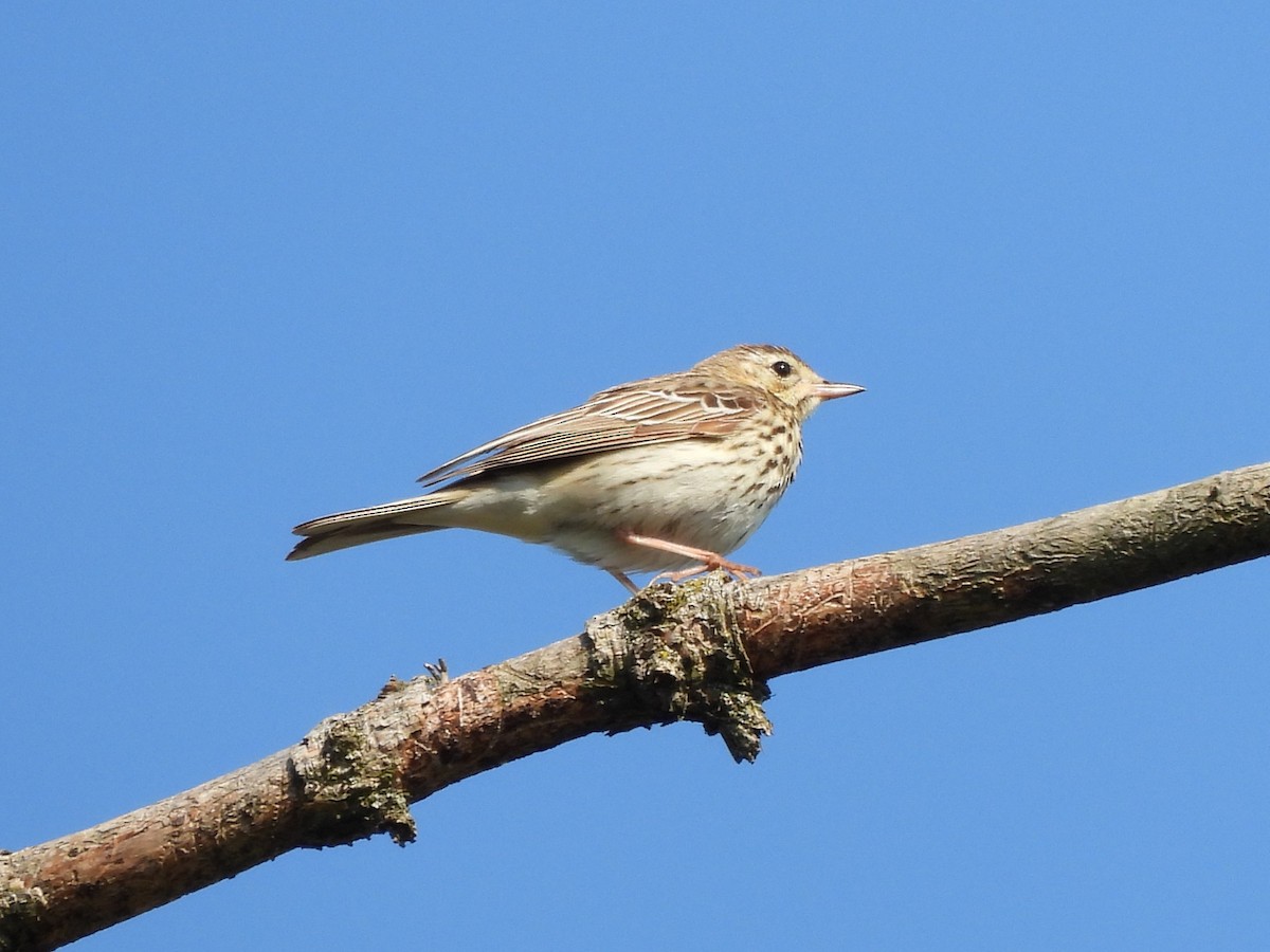 Tree Pipit - ML583484431