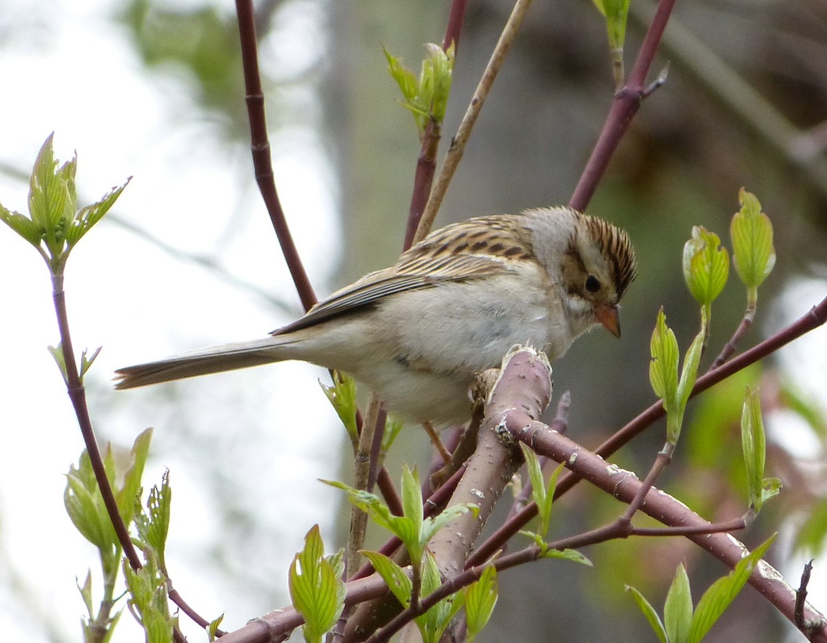 Clay-colored Sparrow - ML58348471