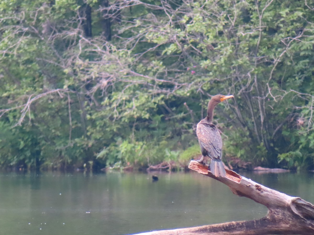 Double-crested Cormorant - ML583485101