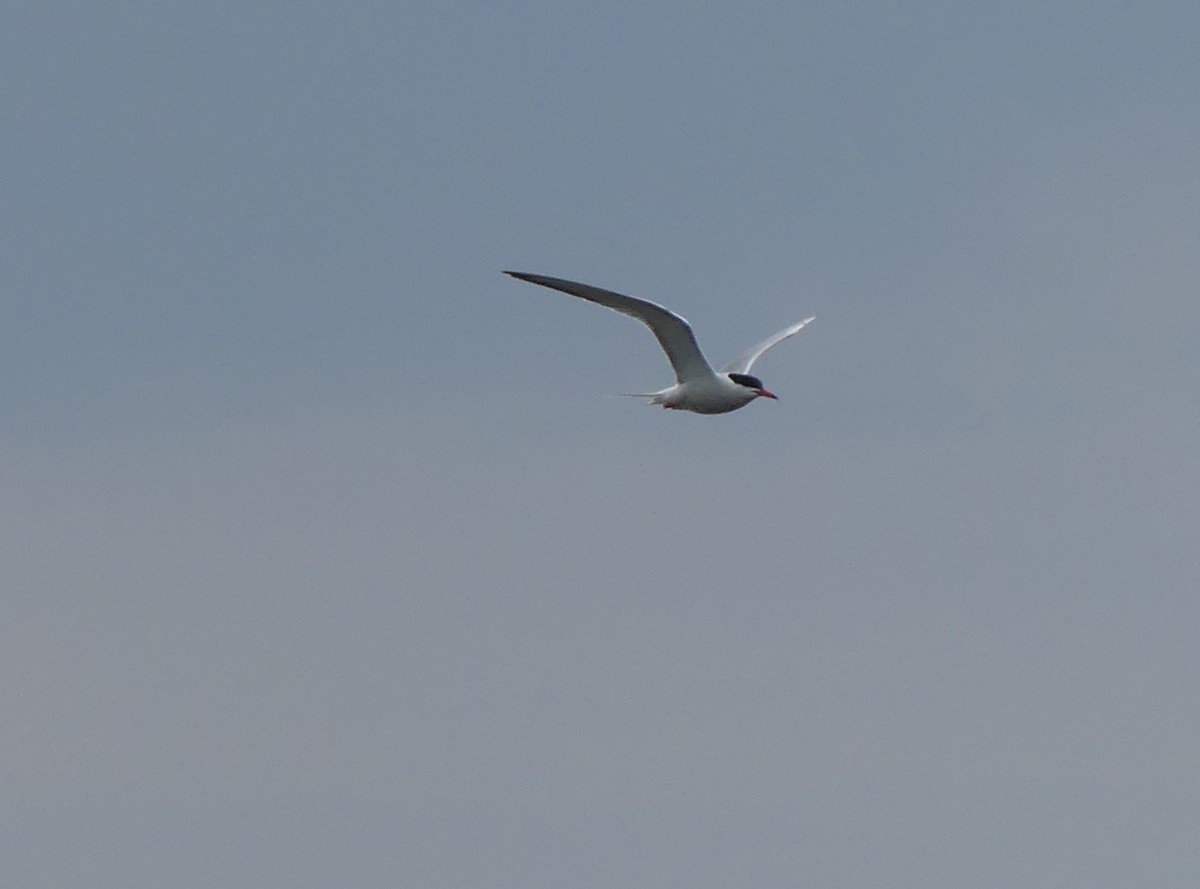 Common Tern - ML583485471