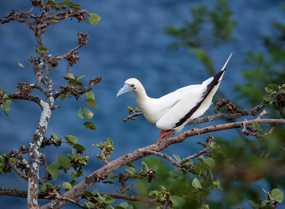 Red-footed Booby - ML583485601