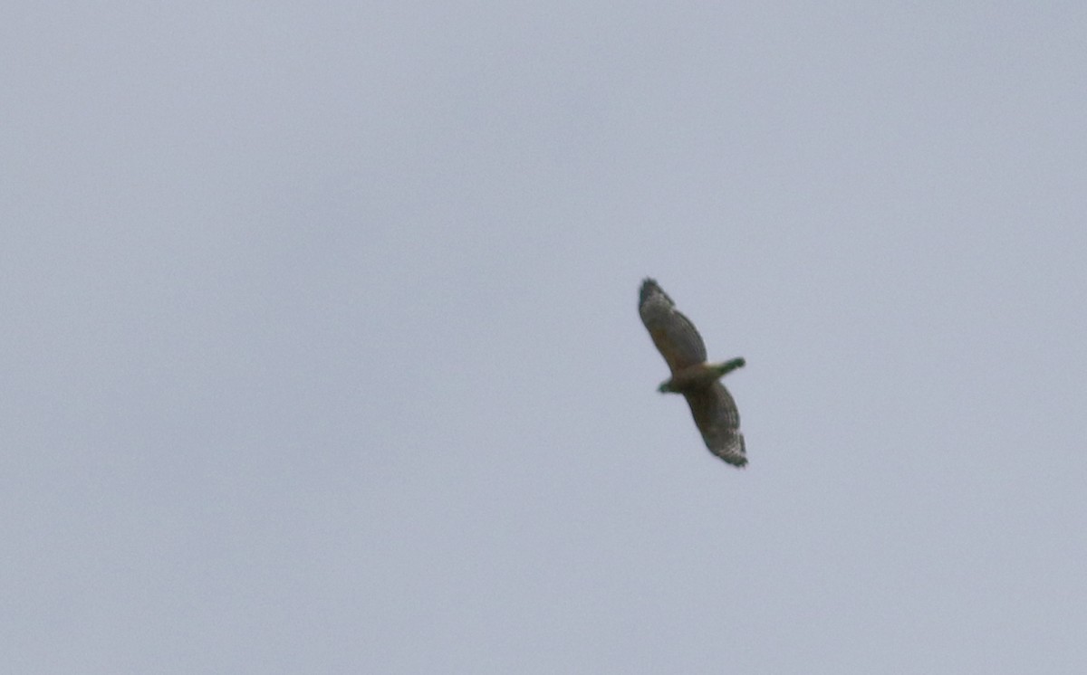 Red-shouldered Hawk (lineatus Group) - ML58348561