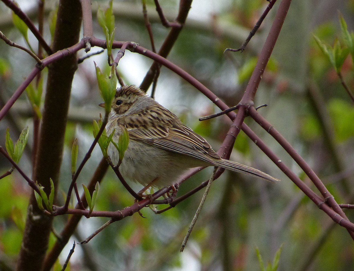 Clay-colored Sparrow - ML58348581
