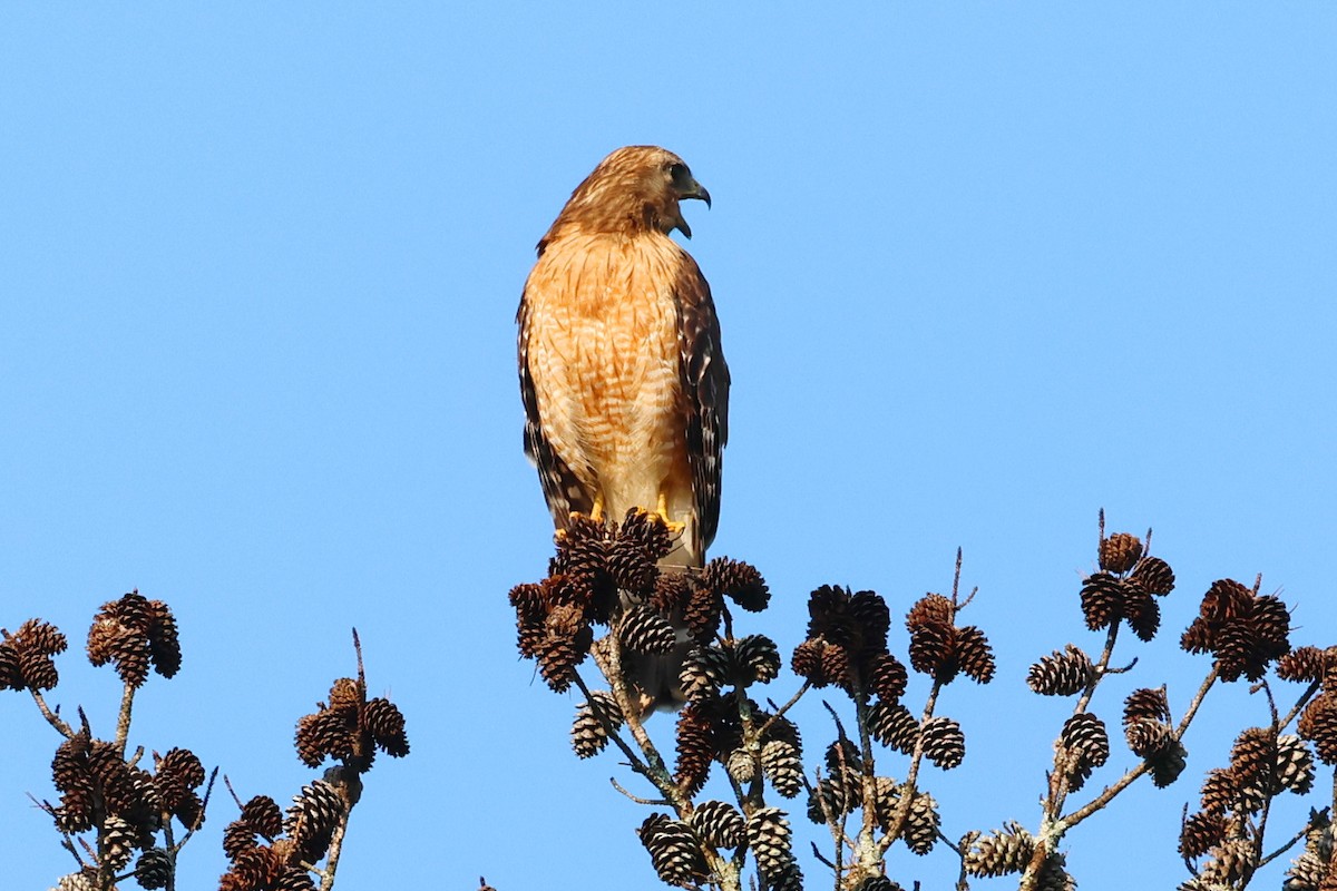 Red-shouldered Hawk - ML583486021